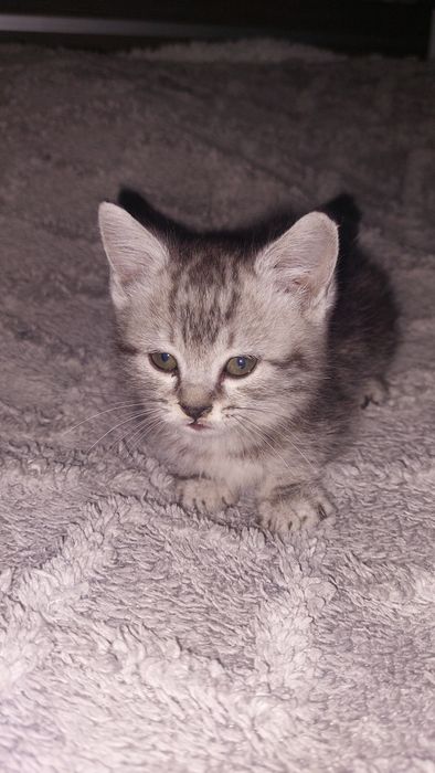 Продам шотландских котят