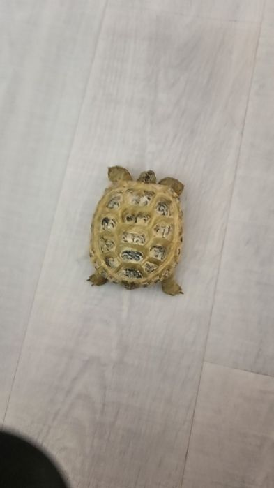 Продам черепашку