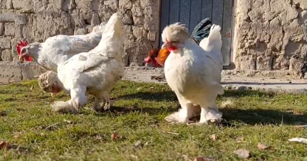 продаем домашних японские курица