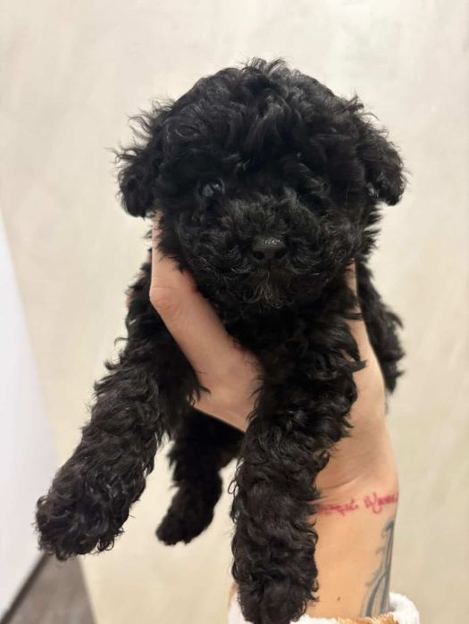 Toy poodle/Той Пудел