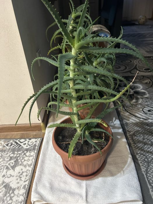 Алоэ 5 лет, 2 шт