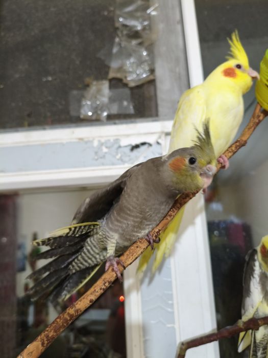 Продаются птенцы кареллы.