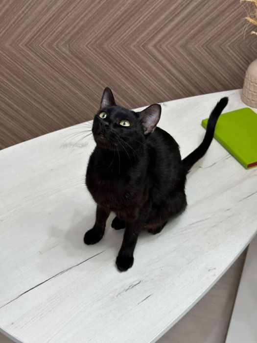 Кошка в хорошие руки