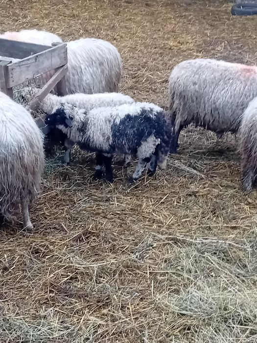 Miei  tineri 25-30 kg