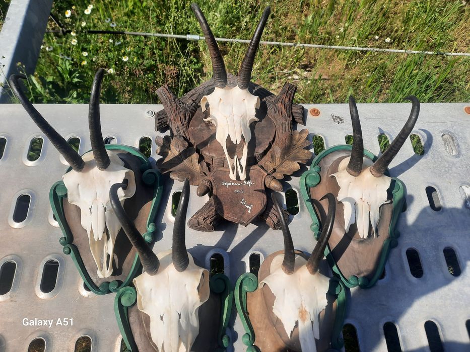 Рога от коза. Трофей