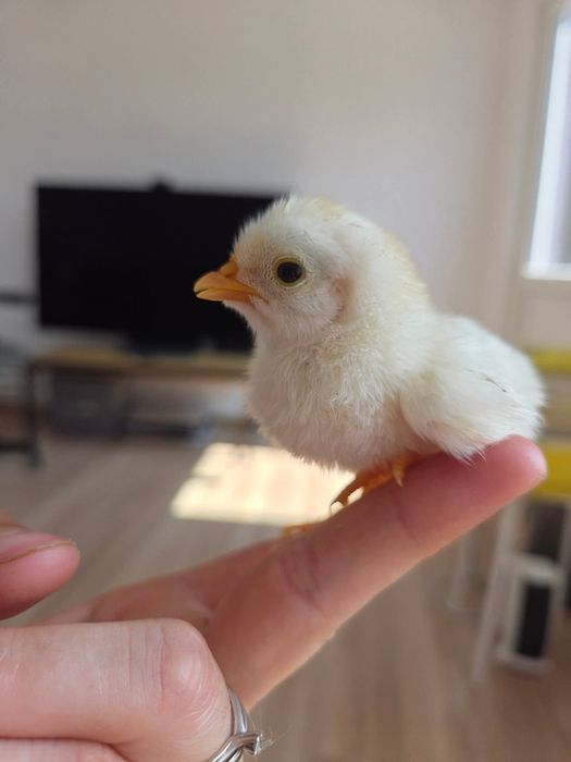 Pui de găină diverse rase,amestecate