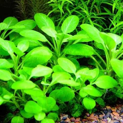 Plante naturale pentru acvariu