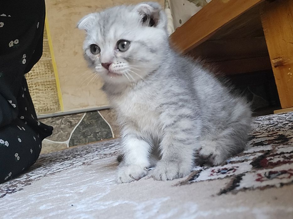 Bolasi sotiladi  1.5oylik onasi Britaniya shorthair otasi serebres sin