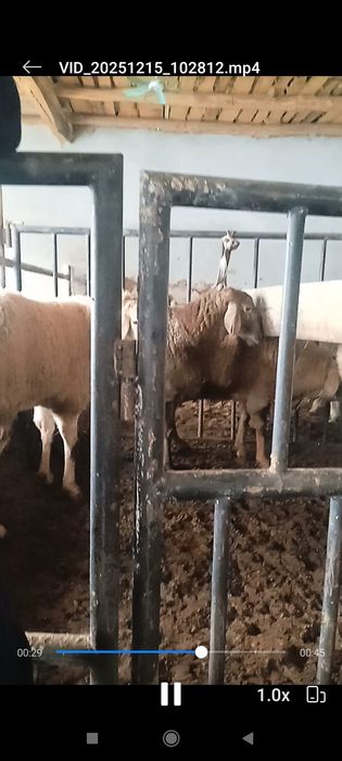 Xisor qoylar 2 tish4 tishga yaqnlashgan