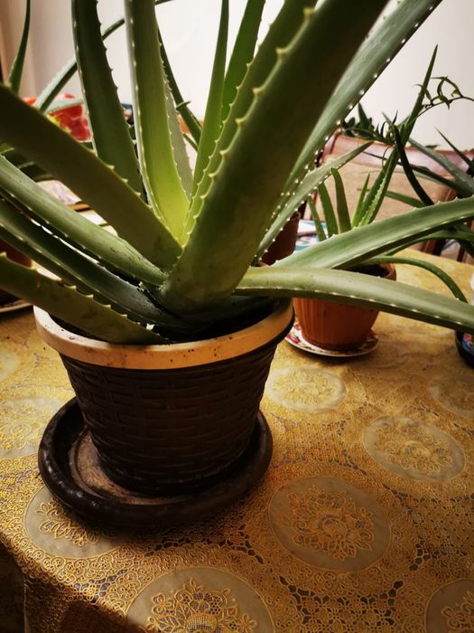 Продам цветы комнатные