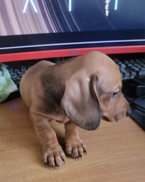 Такса щенки 2 месяца.