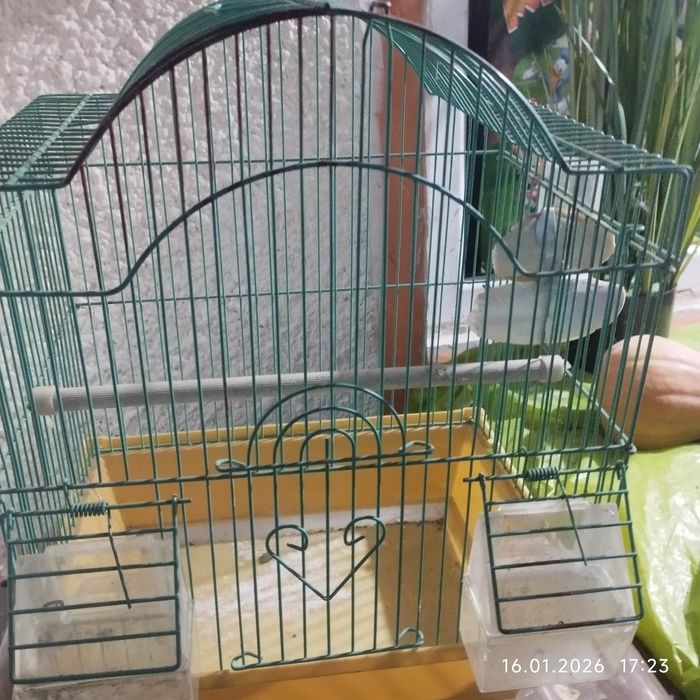 Vănd  pentru păsări o colivie