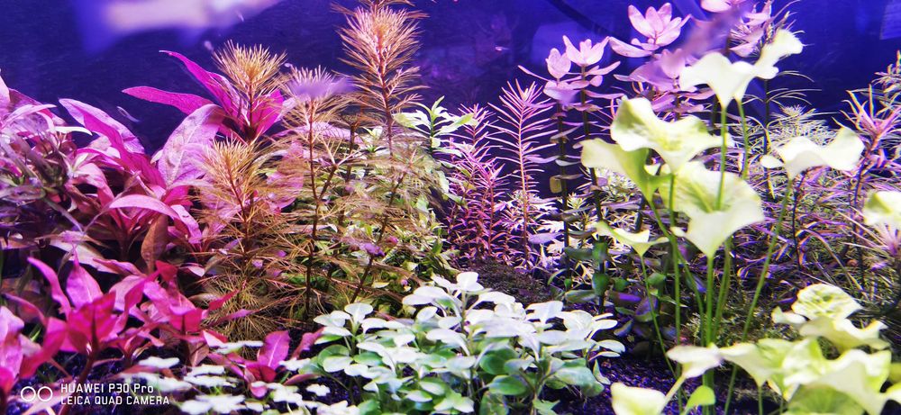 Lampa pentru acvariu plantat speciale pentru cresterea plantelor