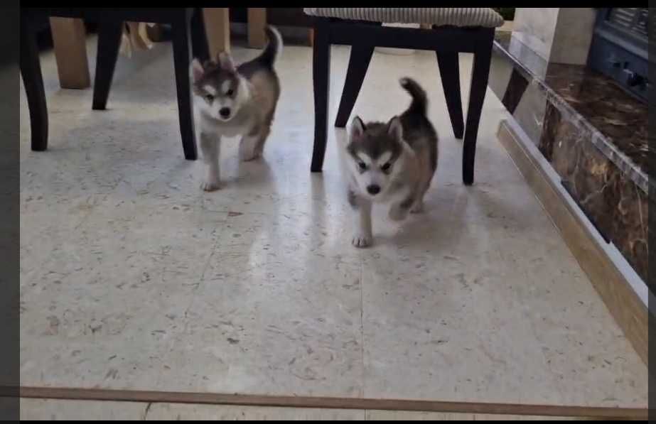 Кученца Аляски маламут