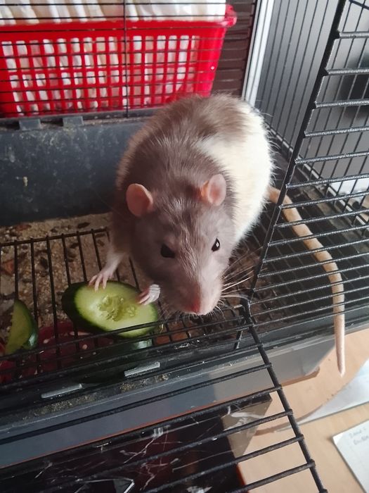 Отдам даром крыс