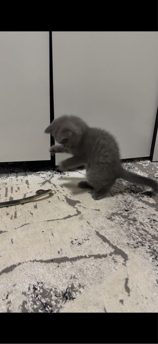 Сеотиш страйт 2 месяца мальчик деврчка