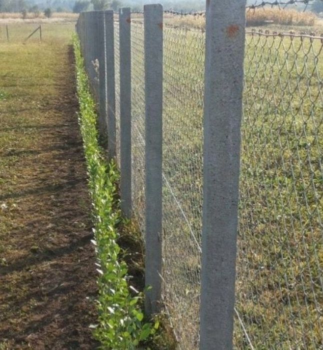 Lemn cainesc pentru gard viu