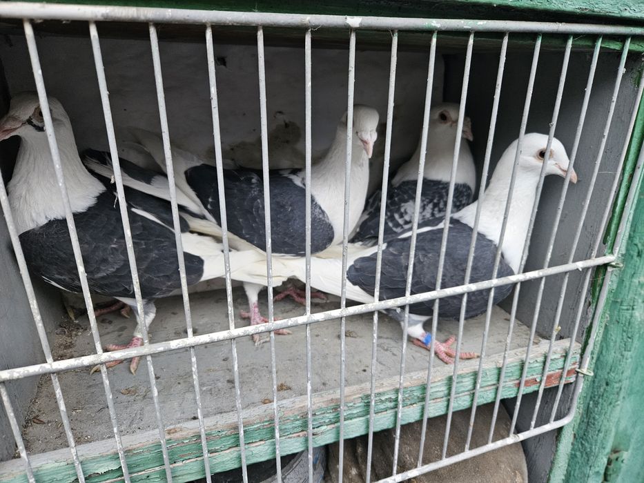 Vand porumbei voiajori capaciti pe negru vanat si tigrat