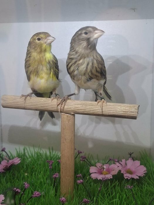 Vănd canari opheus si slavujar