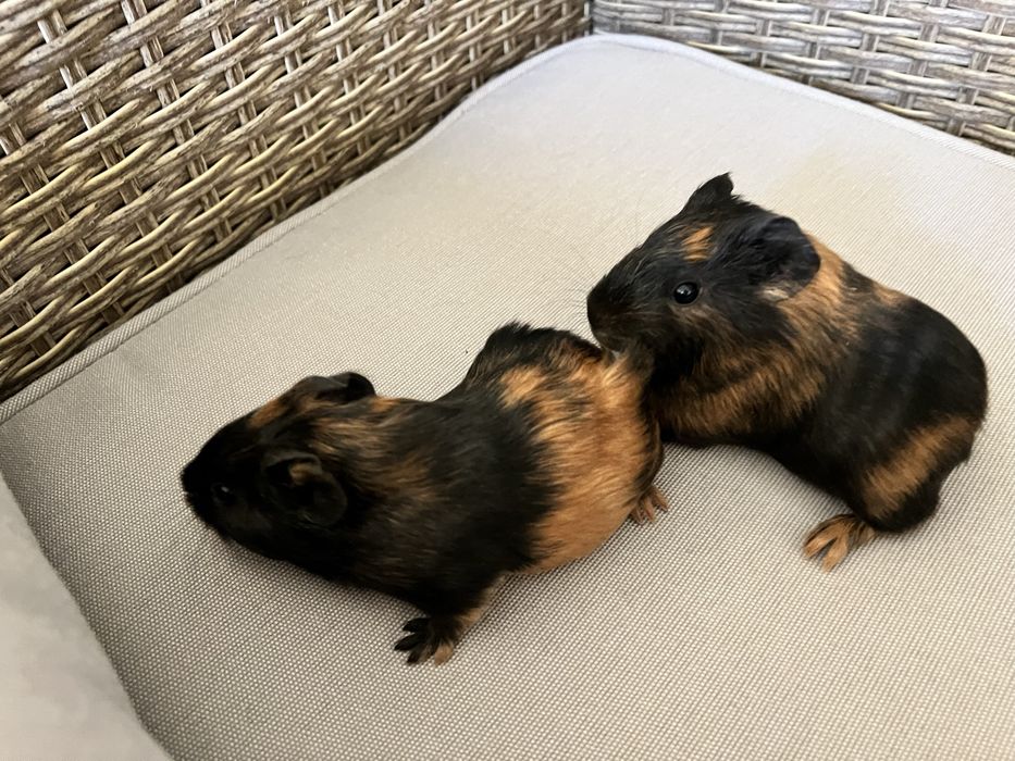 Porcusori de Guineea