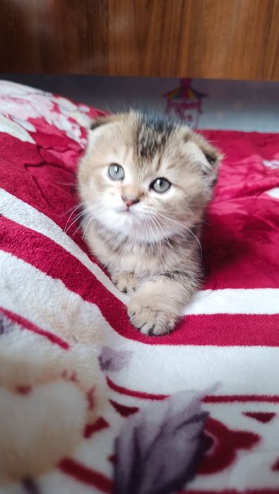 мушук болачалари сотилади