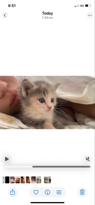 Отлам котенка в хорошие руки