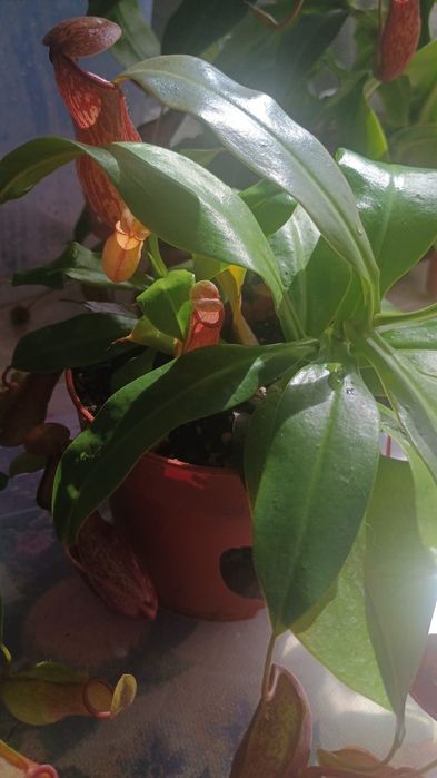 Непентес (кувшиночник)