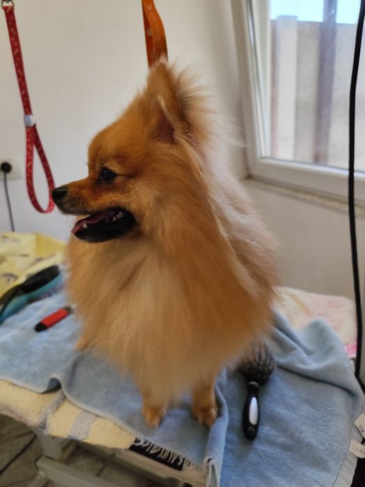 Frizerie canina Moșnița nouă