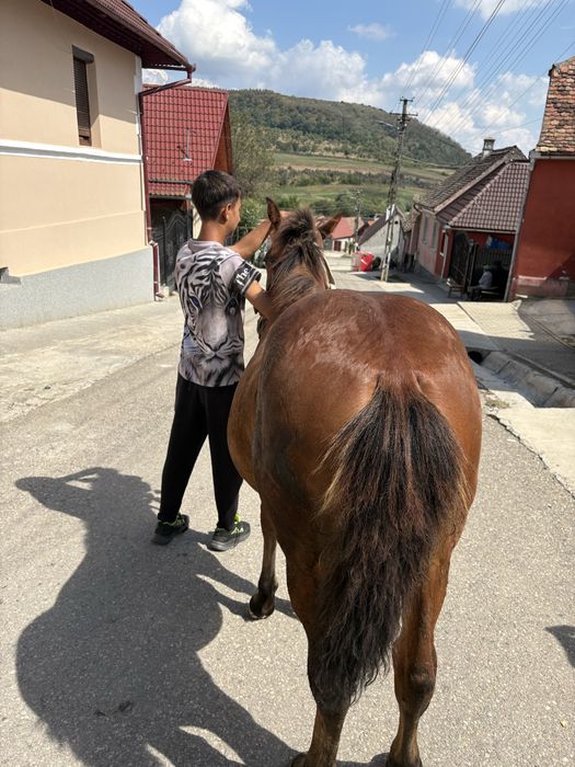 Vand mânza din cai mari are 7luni dau la schimb pe oi sau capre