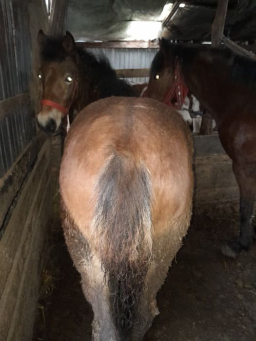 Mânz de vinzare sau schimb