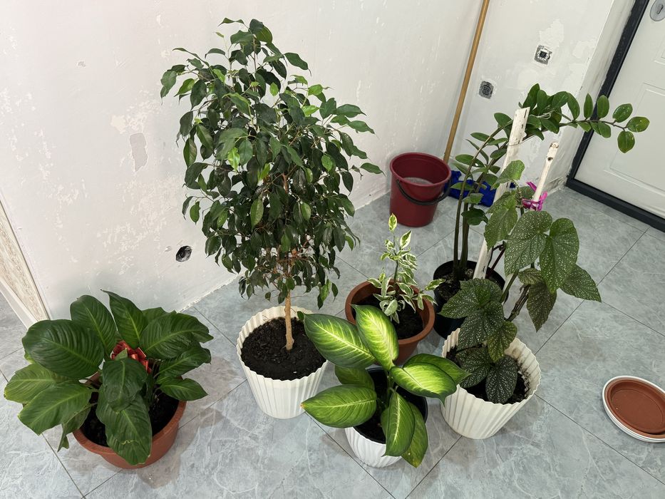 Продам домашние цветы срочно берёзка и другие