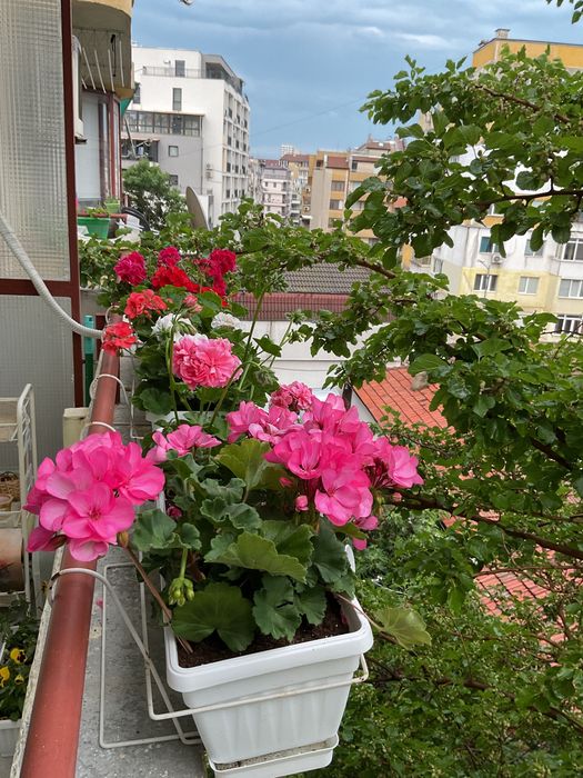 Цветя, красиви мушката и сакъзчета, нацъфтяли, по 4-5 корена в сандъче,