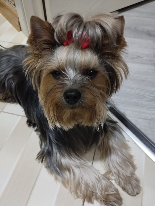 Вязка собаки ёркширский терьер