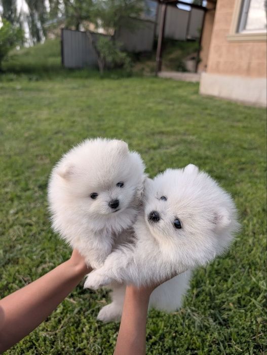 Продам померанских шпицов