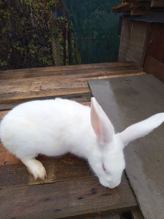 Животни-Зайци!!!