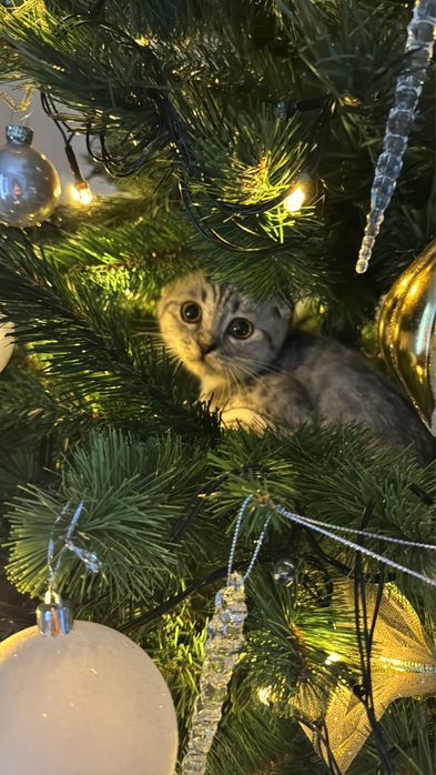 Скотиш фолд,вислоухий