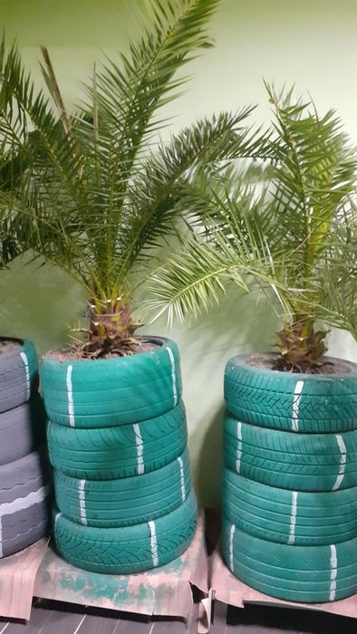 Palmieri de vânzare