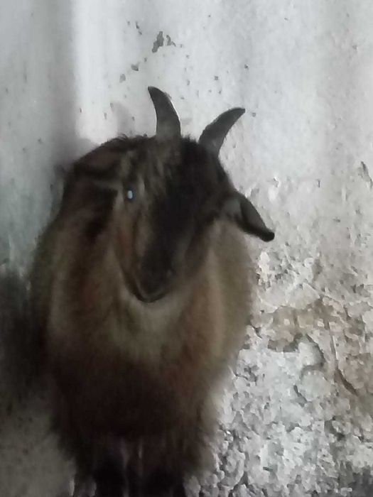 Продам Козу с козлёнком
