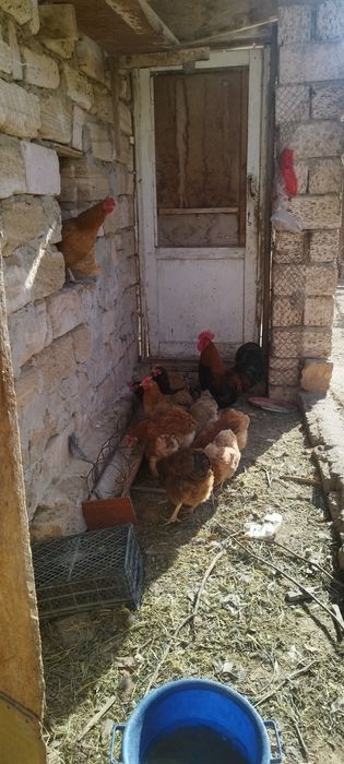 тауықтар кучинские