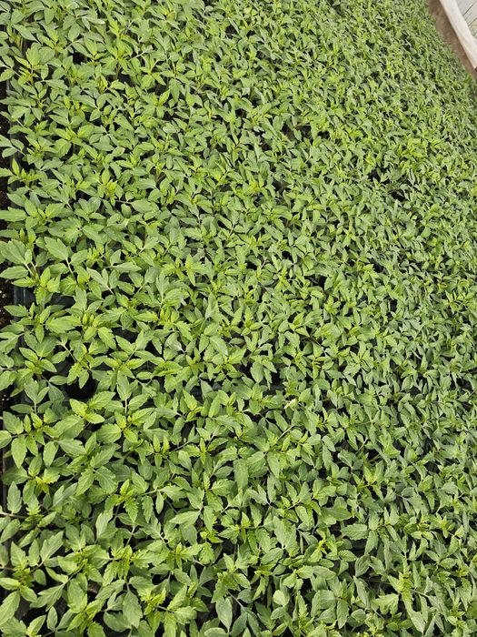 Vand rasaduri de legume