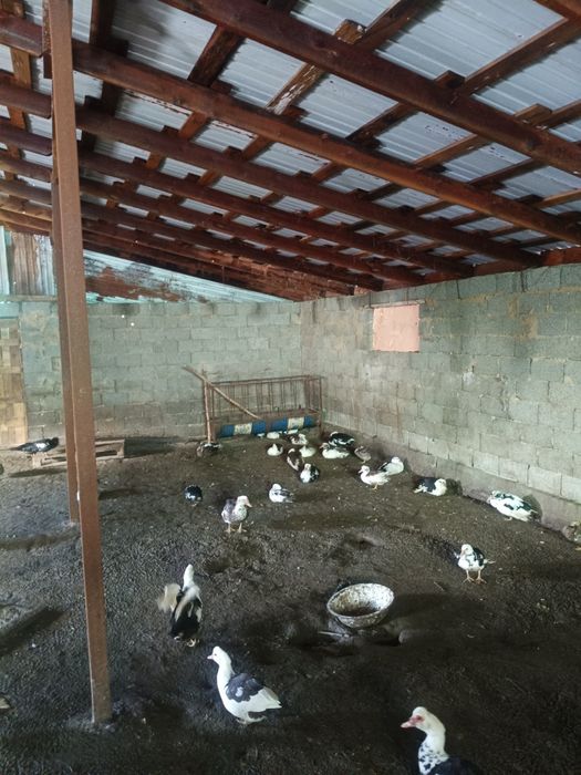 Продается Индоутка