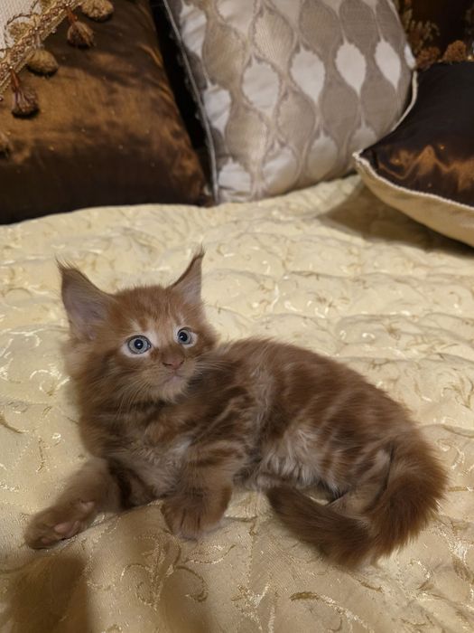 Мейн куун котета