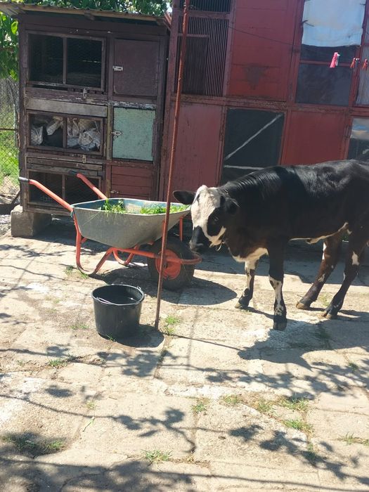 Vițica bălțată românească