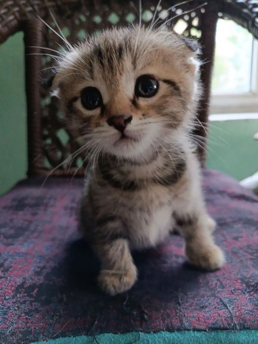 Продам котят веслоухие