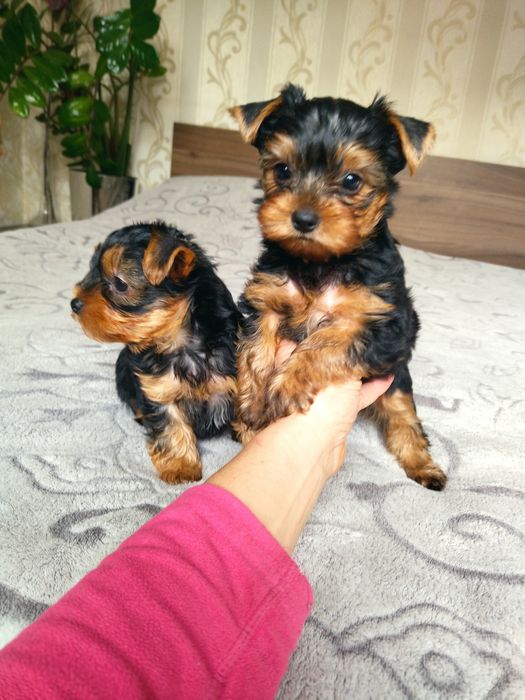 Йоркширский терьер