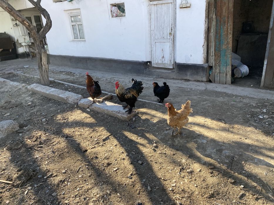 Тауық Қораз сатылады