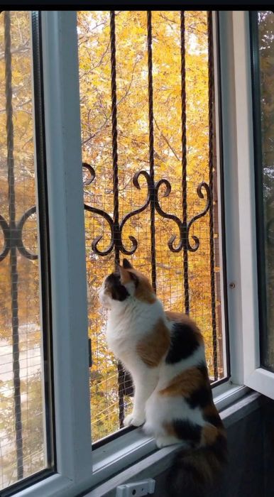 4-yanvar kuni Chirchiq bozorida kim sotvogan bosa manga tel qilila