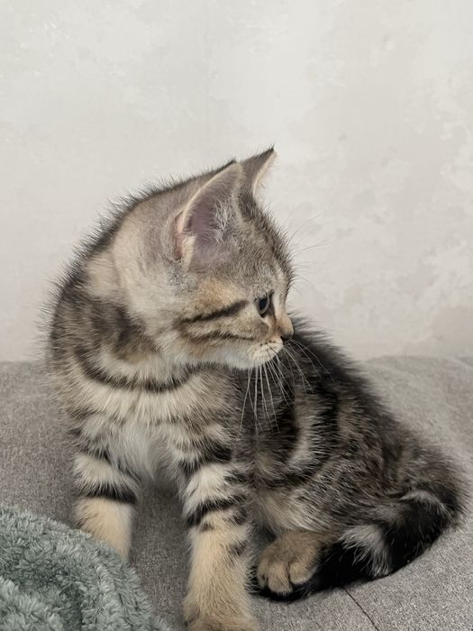 котята породистые