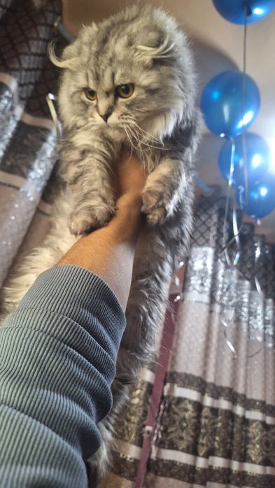 Seribiristi shinshila haylant