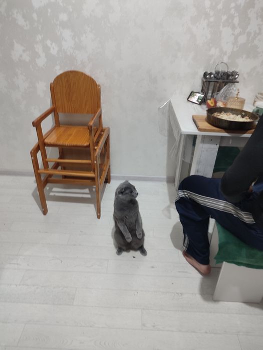 Отдам кота в хорошие руки